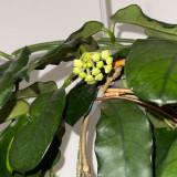 Large Broad Leaf Hoya Stem Cuttings | Hoya latifolia | Giant Round Cream Pale Pink Center Wax Vine