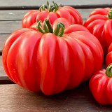 Mushroom Basket Tomato Seeds | Solanum lycopersicum | Russian Heirloom Ribbed Meaty Low-Seed Beefsteak Tomato