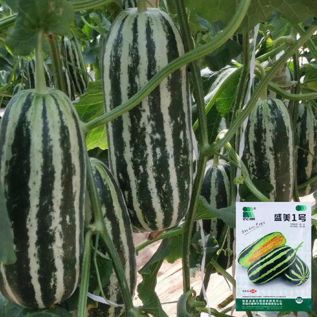 Shengmei No.1 F1 Melon Seeds | Cucumis melo var. makuwa | Green Striped Oval Melon 14-16 Brix Crisp Yellow-Green Flesh