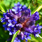 Largeleaf Gentian Qin Jiao Seeds | Gentiana macrophylla | Cold Hardy Perennial Potted & Outdoor Ground Cover Herb