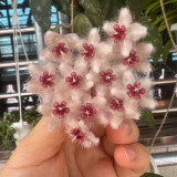 Big Green Leaf Caudata Hoya Stem Cuttings | Hoya caudata 'Big Green Leaf' | Giant Wavy Sun-Red Foliage Fluffy Wax Vine