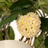 Large Broad Leaf Hoya Stem Cuttings | Hoya latifolia | Giant Round Cream Pale Pink Center Wax Vine