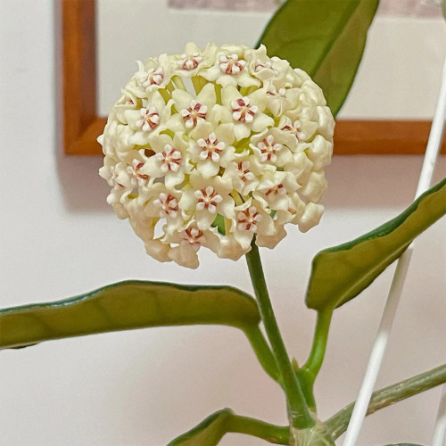 Large Broad Leaf Hoya Stem Cuttings | Hoya latifolia | Giant Round Cream Pale Pink Center Wax Vine