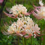 'White Chunxiao' Spider Lily Bulbs | Lycoris squamigera | White Base Red Striped Color Changing Autumn Bloom Lycoris