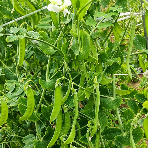 White Flower Double Pod Snow Pea Seeds | Pisum sativum var. saccharatum | Crisp Edible Flat Pod Climbing Vegetable