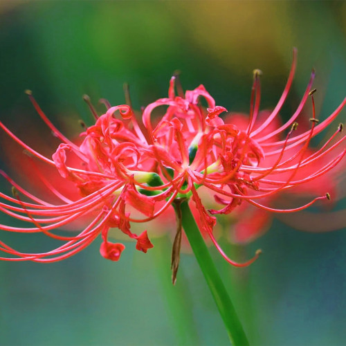 Red Triploid Lycoris Bulbs | Lycoris radiata (Triploid) | Bright Red Early Autumn Blooming Spider Lily