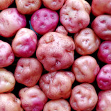 True Potatoes Seeds | Yum Llum - Hybrid, Delicate Texture, Unique Contours