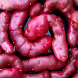 True Potato Seeds | Portly Fingerling - Red Flesh Fingerling Type with Rich Flavor & Long Dormancy