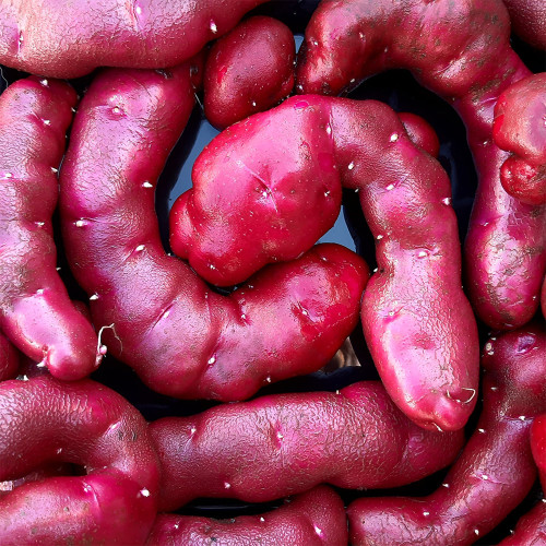 True Potato Seeds | Portly Fingerling - Red Flesh Fingerling Type with Rich Flavor & Long Dormancy