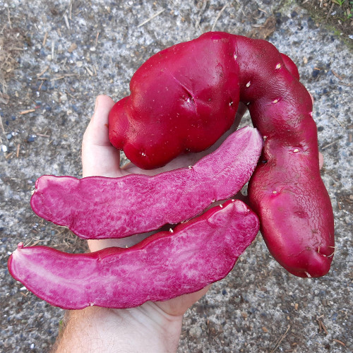True Potato Seeds | Portly Fingerling - Red Flesh Fingerling Type with Rich Flavor & Long Dormancy