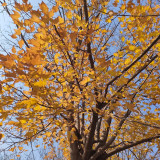 Trident Maple Tree Seeds | Acer buergerianum | Hardy Chinese Deciduous Bonsai & Landscape Shade Tree