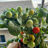 Dwarf Compact Red Cherry Tomato Seeds | Solanum lycopersicum | 30cm Short Bush Balcony Potted Mini Tomato