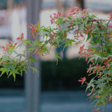 Shallow Lobed Green Leaf Japanese Maple Seeds | Acer palmatum | Spring Green Foliage Autumn Red Ornamental Tree