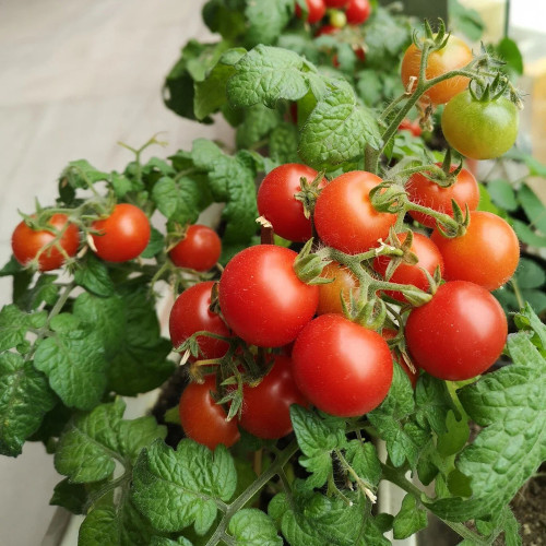 Dwarf Compact Red Cherry Tomato Seeds | Solanum lycopersicum | 30cm Short Bush Balcony Potted Mini Tomato