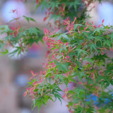 Shallow Lobed Green Leaf Japanese Maple Seeds | Acer palmatum | Spring Green Foliage Autumn Red Ornamental Tree