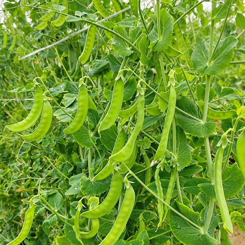 White Flower Double Pod Snow Pea Seeds | Pisum sativum var. saccharatum | Crisp Edible Flat Pod Climbing Vegetable