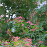 Shallow Lobed Green Leaf Japanese Maple Seeds | Acer palmatum | Spring Green Foliage Autumn Red Ornamental Tree