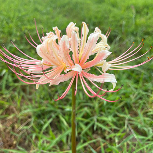 'White Chunxiao' Spider Lily Bulbs | Lycoris squamigera | White Base Red Striped Color Changing Autumn Bloom Lycoris
