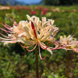 'White Chunxiao' Spider Lily Bulbs | Lycoris squamigera | White Base Red Striped Color Changing Autumn Bloom Lycoris