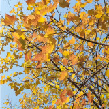 Trident Maple Tree Seeds | Acer buergerianum | Hardy Chinese Deciduous Bonsai & Landscape Shade Tree