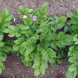 True Potato Seeds (TPS) | Chiar Choque Pitu | Solanum curtilobum