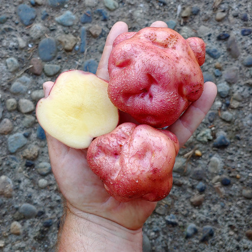 True Potatoes Seeds | Yum Llum - Hybrid, Delicate Texture, Unique Contours