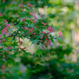 Shallow Lobed Green Leaf Japanese Maple Seeds | Acer palmatum | Spring Green Foliage Autumn Red Ornamental Tree
