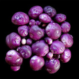 True Potato Seeds (TPS) | Chiar Choque Pitu | Solanum curtilobum