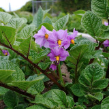 True Potato Seeds (TPS) | Chiar Choque Pitu | Solanum curtilobum