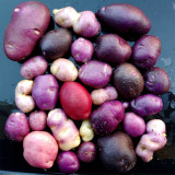 True Potato Seeds (TPS) | Chiar Choque Pitu | Solanum curtilobum