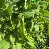 Red Flower Giant Glass Pod Pea Seeds | Pisum sativum var. saccharatum | Early Crisp Sweet Large Flat Pod Pea
