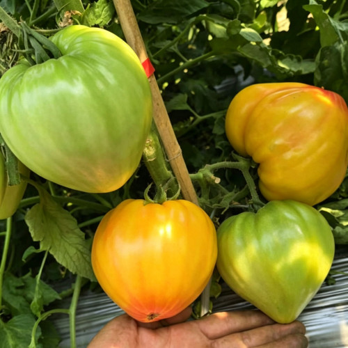 782 Bi-Color Stretch Oxheart Tomato Seeds | Mid-Early Giant Heart-Shaped Heirloom | Orange Fruits with Red Veins Sweet Flavor