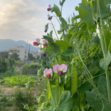 Red Flower Giant Glass Pod Pea Seeds | Pisum sativum var. saccharatum | Early Crisp Sweet Large Flat Pod Pea