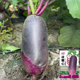 Rock Sugar Heart Purple Radish Seeds | Raphanus sativus | Gradient Purple Core Crisp Fruit Radish