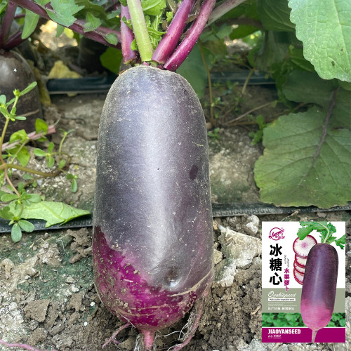Rock Sugar Heart Purple Radish Seeds | Raphanus sativus | Gradient Purple Core Crisp Fruit Radish