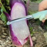 Rock Sugar Heart Purple Radish Seeds | Raphanus sativus | Gradient Purple Core Crisp Fruit Radish