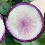 Rock Sugar Heart Purple Radish Seeds | Raphanus sativus | Gradient Purple Core Crisp Fruit Radish
