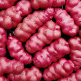 True Potato Seeds (TPS) | Lookin' Waqy Seeds – Rich Flavor Starchy Potato