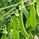 Red Flower Giant Glass Pod Pea Seeds | Pisum sativum var. saccharatum | Early Crisp Sweet Large Flat Pod Pea