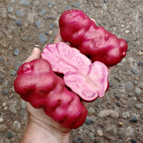 True Potato Seeds (TPS) | Lookin' Waqy Seeds – Rich Flavor Starchy Potato