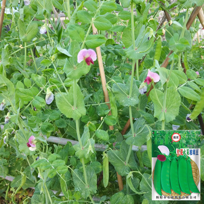 Red Flower Giant Glass Pod Pea Seeds | Pisum sativum var. saccharatum | Early Crisp Sweet Large Flat Pod Pea