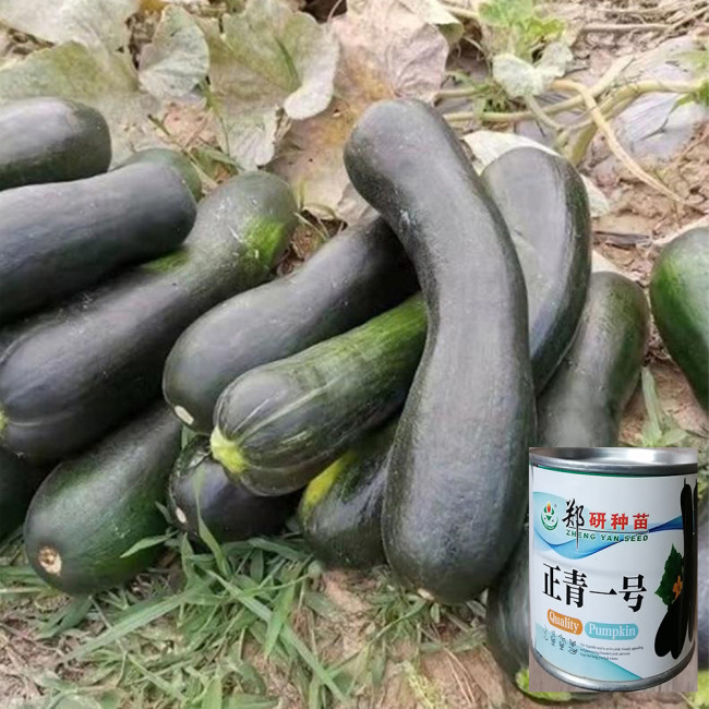 Zhengqing No.1 Pumpkin Seeds | Cucurbita moschata | Early Dark Green Long Vegetable Squash