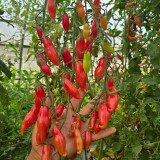 Sweet Bubble F5 Tomato Seeds | Indeterminate Red Finger Cherry Tomato | 15–25g Elongated Fruits