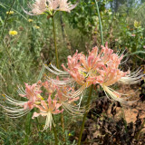 Pale Blush Lycoris 'Champagne' Bulbs | Lycoris 'Champagne' | Champagne Spider Lily