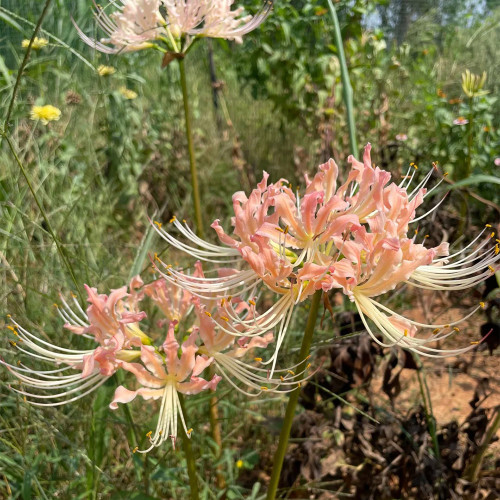 Pale Blush Lycoris 'Champagne' Bulbs | Lycoris 'Champagne' | Champagne Spider Lily