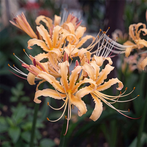 Sweet Orange Lycoris Bulb | Lycoris 'Sweet Orange' | Hybrid Orange Spider Lily