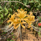 Sweet Orange Lycoris Bulb | Lycoris 'Sweet Orange' | Hybrid Orange Spider Lily