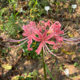 Hubei Pink Lycoris Bulbs | Lycoris Sprengeri Bulbs | Three Gorges Pink Spider Lily