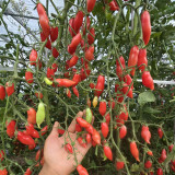 Sweet Bubble F5 Tomato Seeds | Indeterminate Red Finger Cherry Tomato | 15–25g Elongated Fruits