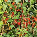 Sweet Bubble F5 Tomato Seeds | Indeterminate Red Finger Cherry Tomato | 15–25g Elongated Fruits
